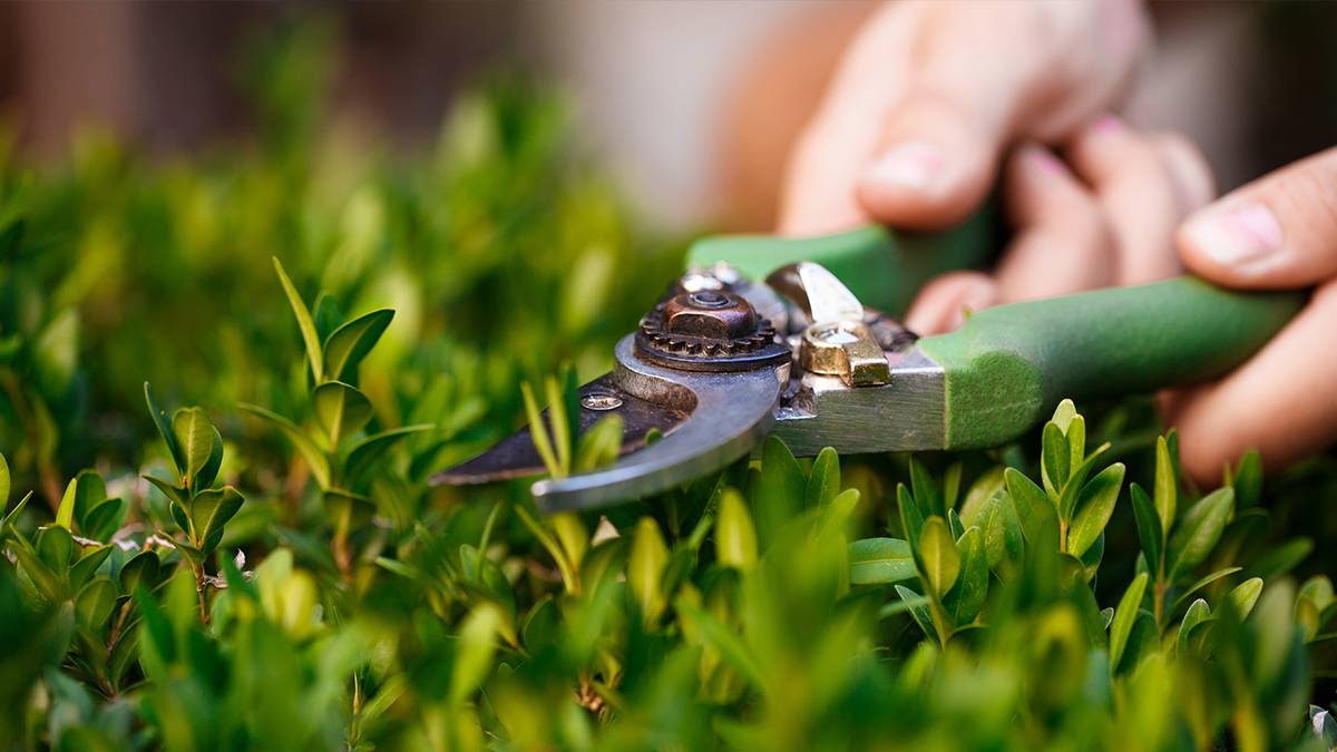 Jardinero Trabajando
